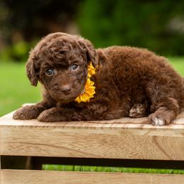 Luana - Red female Aussiedoodle puppy in Roebuck, South Carolina from Dani's Dandy Doodles
