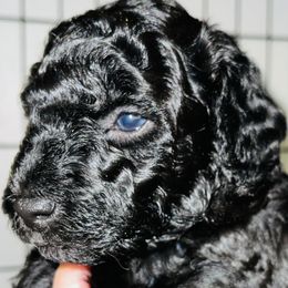 Boy 1 - Poodle puppy in Miami Dade County, Florida from RoyalPaws_Miami