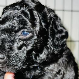 Boy 1 - Poodle puppy in Miami Dade County, Florida from RoyalPaws_Miami
