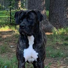 Esta - Boerboel