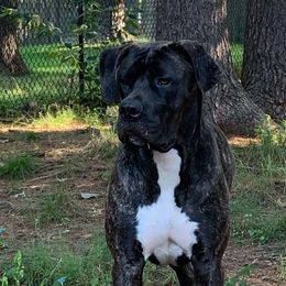 Esta - Boerboel