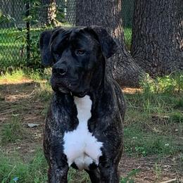Esta - Boerboel