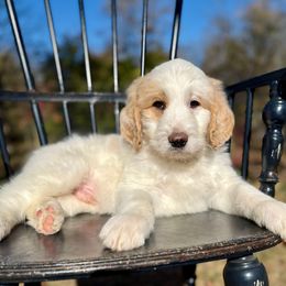 Huskie - Red male Pyredoodle puppy in Bowling Green, Ohio from FDF Pyredoodles & Bernedoodles