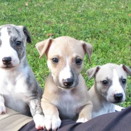 Whippet Puppies from Karen Lee