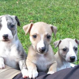 Whippet Puppies from Karen Lee