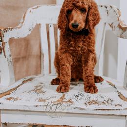 Poodle Puppies from Bridge City Poodles