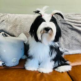 Tibetan Terrier Puppies from Halo Tibetan Terriers