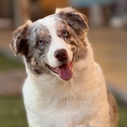 Karlee - Australian Shepherd
