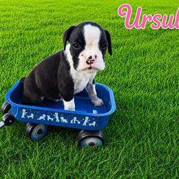 Ursula - Brindle female Boxer puppy in Abilene, Texas from L&L Euro Boxers and Small Town Shih Tzus