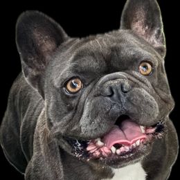 Major - French Bulldog
