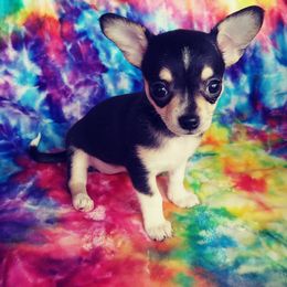 Chihuahua Puppies from Kim's Chi babies from Place of Grace