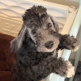 Bo Peep - Blue female Bedlington Terrier puppy in Cypress, Texas from Little Starz Bedlington