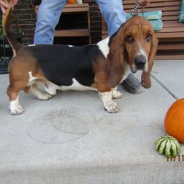 Howard - Basset Hound