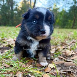 Narcissa - Black tri female Miniature Australian Shepherd puppy in Lacombe, Louisiana from Indigo River Toy & Mini Aussies