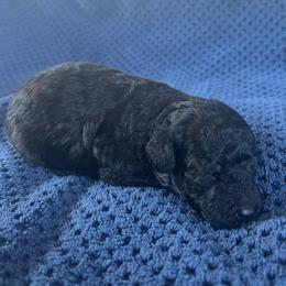 Nala - Black female Poodle puppy in Mayville, Michigan from Kathy Maize