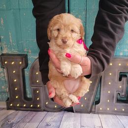 Olive formerly Elowyn (Cardi) - Golden female Cockapoo puppy in Reidsville, North Carolina from Something to Bark About Dog Training
