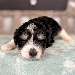Raven - Parti female Miniature Schnauzer puppy in Hockley, Texas from Dixieland Miniature Schnauzers