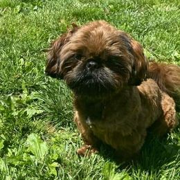 Winnie - Shih Tzu