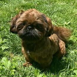Winnie - Shih Tzu