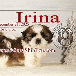 Irina - Red and white female Shih Tzu puppy in Muskogee, Oklahoma from House Sakura Shih Tzu