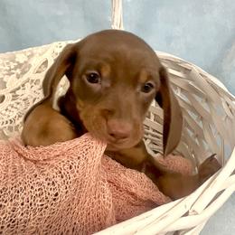 Phoenix AKC - Chocolate and tan male Dachshund puppy in Hendersonville, North Carolina from Snarky Doxy Miniature Dachshunds