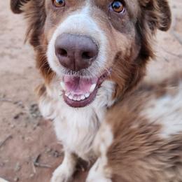 Rosie - Australian Shepherd