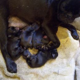 Pugs and Siberian Huskies from Morningsmile Kennels