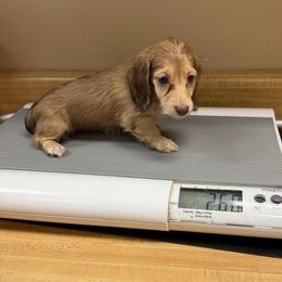 Lindsi - Cream female Dachshund puppy in Irving, Texas from DFW Dachshunds by G & S