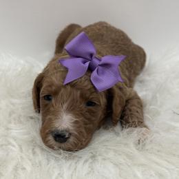 Dark Purple Girl - Apricot female Goldendoodle puppy in Waskom, Texas from Pearls & Curls doodles & poodles
