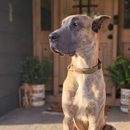 camo - Great Dane