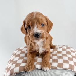 Dunk - Red  male Goldendoodle puppy in Jamestown, Kentucky from Milk & Honey Doodles
