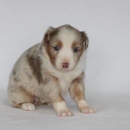 Spur - Red merle female Miniature Australian Shepherd puppy in Circleville, Utah from Canyon Creek Aussies
