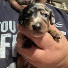 Dachshund Puppies from Witchy Woman’s Wiener’s