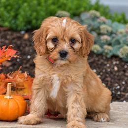 Abby - Red female Cavapoo puppy in Gap, Pennsylvania from Country View Puppies ( License 18816)