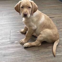 Labrador Retriever Puppies from Branley's Riverside Labradors