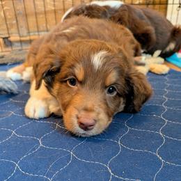 Colby - Red tri-color male Australian Shepherd puppy in Pamplin, Virginia from Hope & Joy Acres