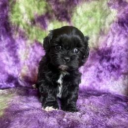 Licorish - Black and white male Shihpoo puppy in Knoxville, Tennessee from Rocky Top Cavapoos