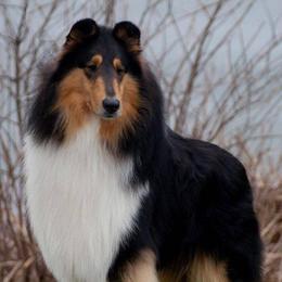 Collies from Decor's Collies