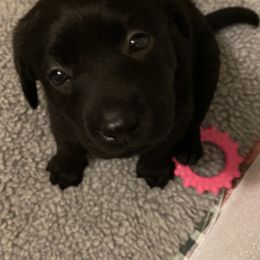Labrador Retriever Puppies from Tobyan Labradors