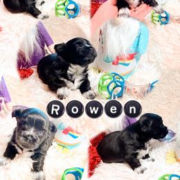 Rowen - Black male Mi-Ki puppy in Toronto, Ohio from Shekinah’s Mi-Kis & Cricket Hill’s Westies