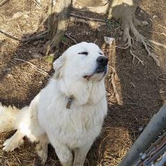 Mia - Great Pyrenees