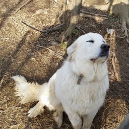 Mia - Great Pyrenees
