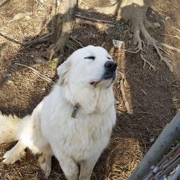 Mia - Great Pyrenees
