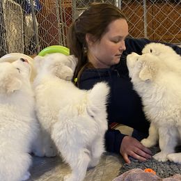 Samoyed Puppies from Velvet Sky
