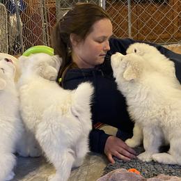 Samoyed Puppies from Velvet Sky