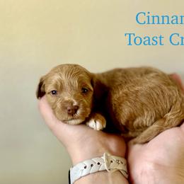Cinnamon Toast Crunch - Red  female Goldendoodle puppy in Taylorsville, North Carolina from Heartfelt Doodles