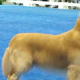 Golden Retrievers from Eagleridge Goldens