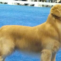 Golden Retrievers from Eagleridge Goldens