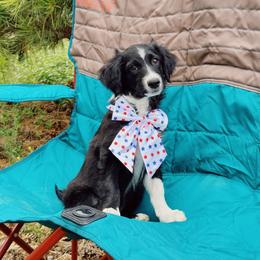 Lily - Black and white female Aussiedoodle puppy in Peyton, Colorado from Colorful Colorado Aussiedoodles