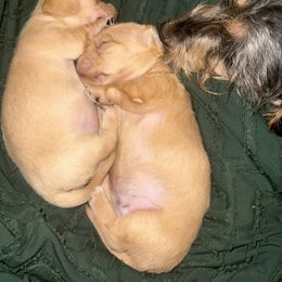 Dachshund puppies from Lanier’s Little Weenies